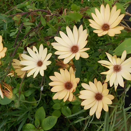 Ferme Manoir La Fiere Bed & Breakfast 3*