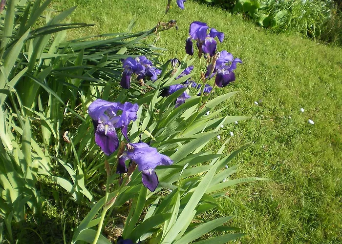 Bed & Breakfast Ferme Manoir La Fiere