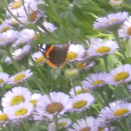 Ferme Manoir La Fiere 3* Sainte-Mère-Église