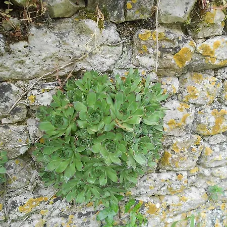 Ferme Manoir La Fiere 3*