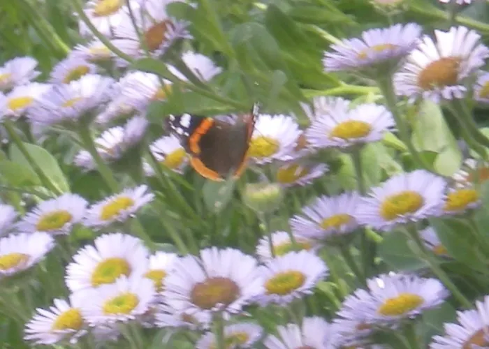 Ferme Manoir La Fiere 3* Sainte-Mère-Église